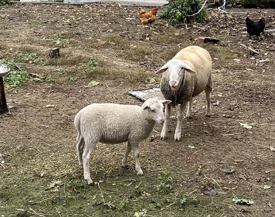 Продається ягнятко романівської породи