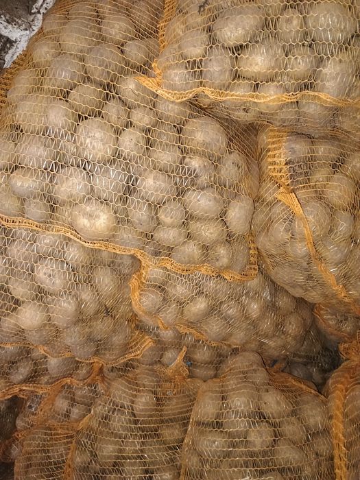 Ziemniaki Riviera wielkość sadzeniaka