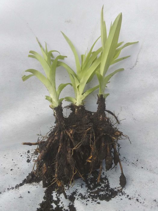 Лилейник оранжевый 1 саженец 30 грн.