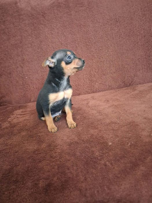 Pinczer miniaturowy