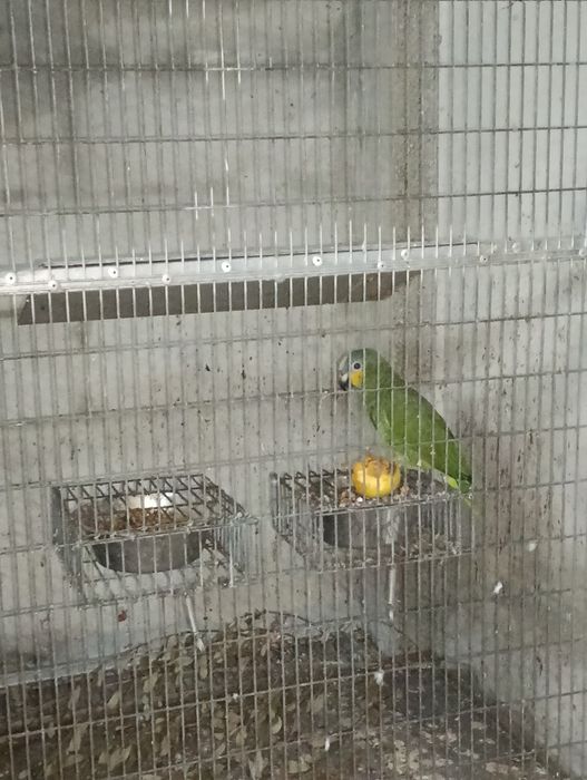 Vendo Amazona Amazonico