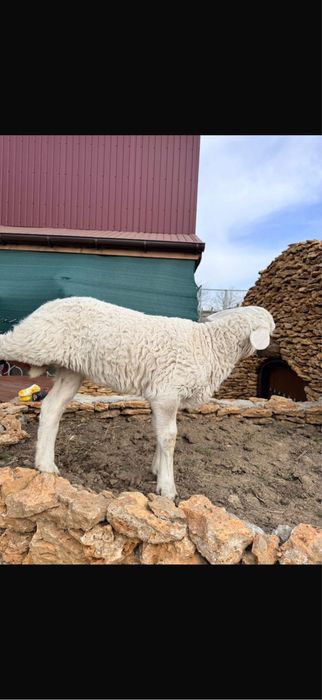 Продаем баранчиков