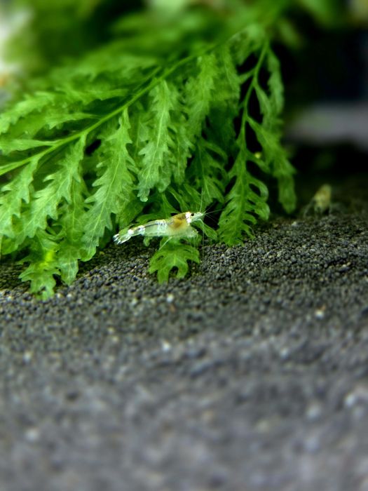Krewetka caridina white bee/ ghost