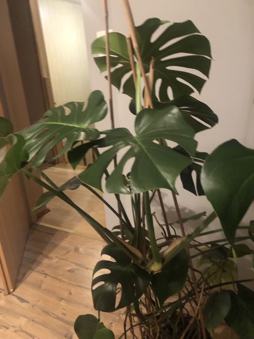 Fikus,monstera,fikus beniamin