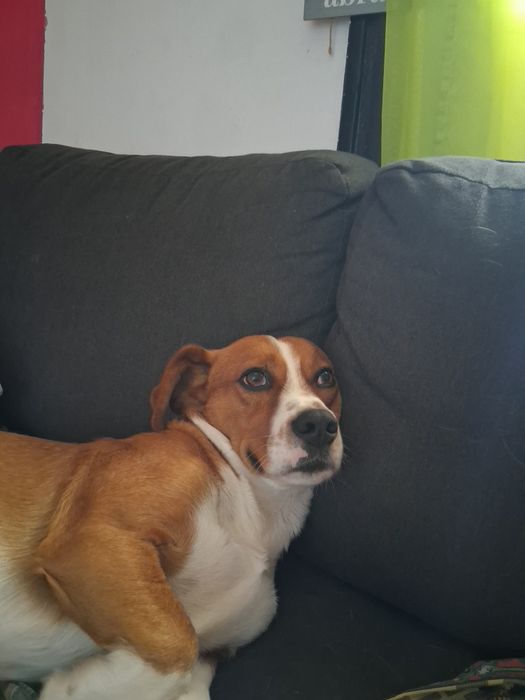 Procura-se um novo lar para o Zeus