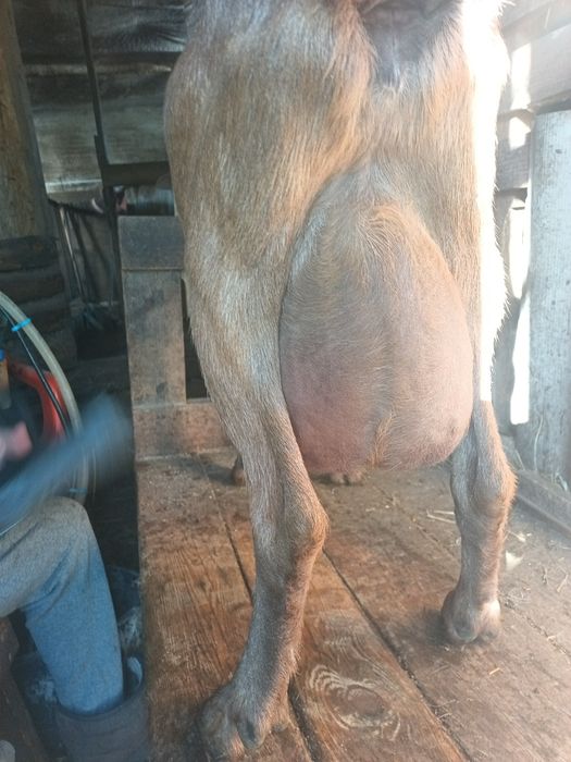 Продам дійних кіз