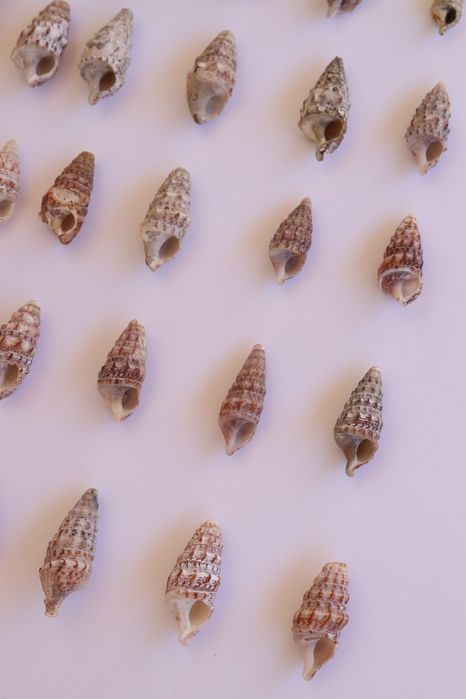 Conjunto 30 buzios Algarve