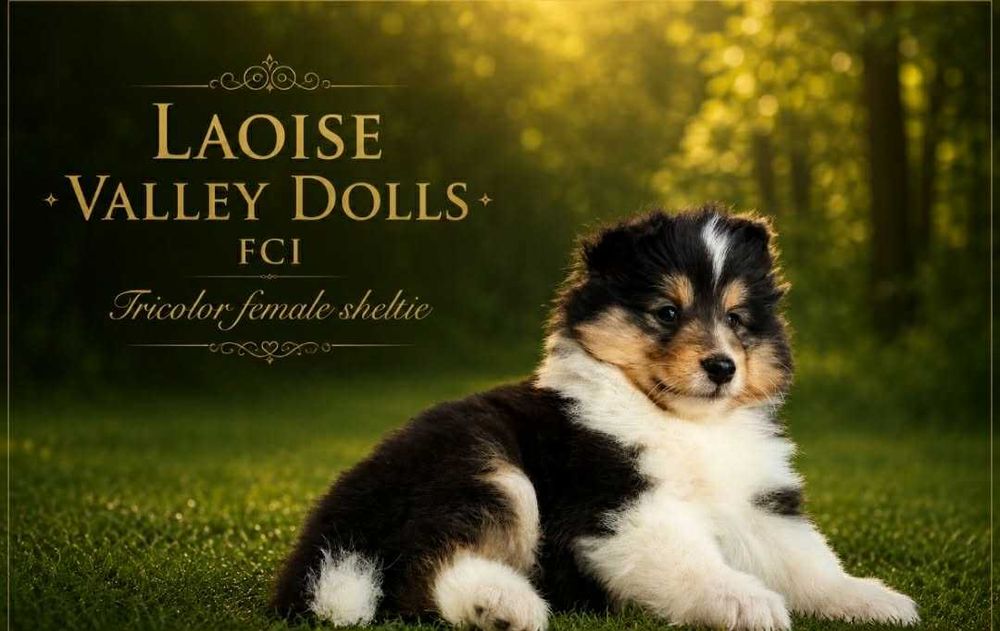 Owczarek szetlandzki sheltie suczka trikolor