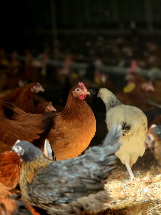 Kury Nioski OKUP Wielki