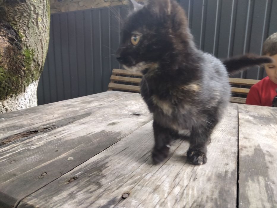 Віддам котиків в добрі руки.