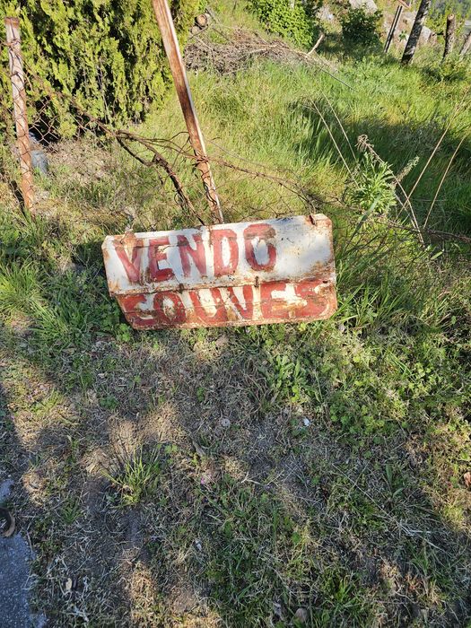Couve galega. 5 euros o cento