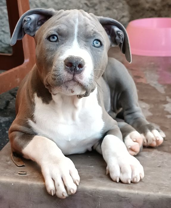 Хлопчина АмСтаф тер'єр блакитного окрасу, КСУ