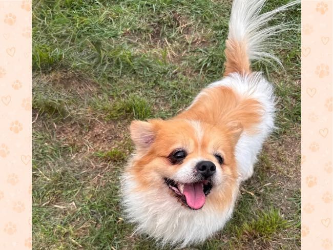 Pies do adopcji – GUZIK szuka swojego domu!