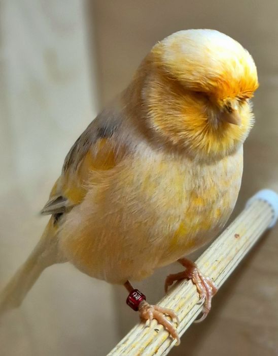 Kanarek kanarki  norwik