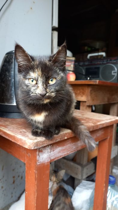 кошенята безкоштовно