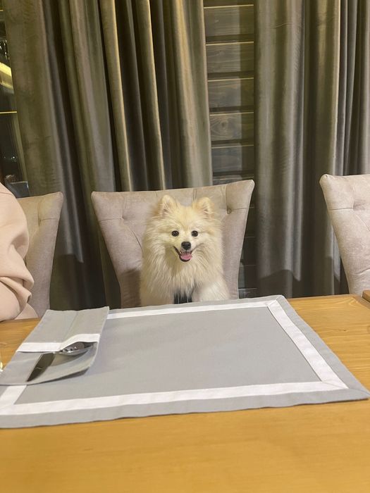 Злучка померанського шпіца