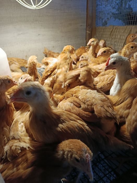 Kury kurczaki kury nioski kokoszki