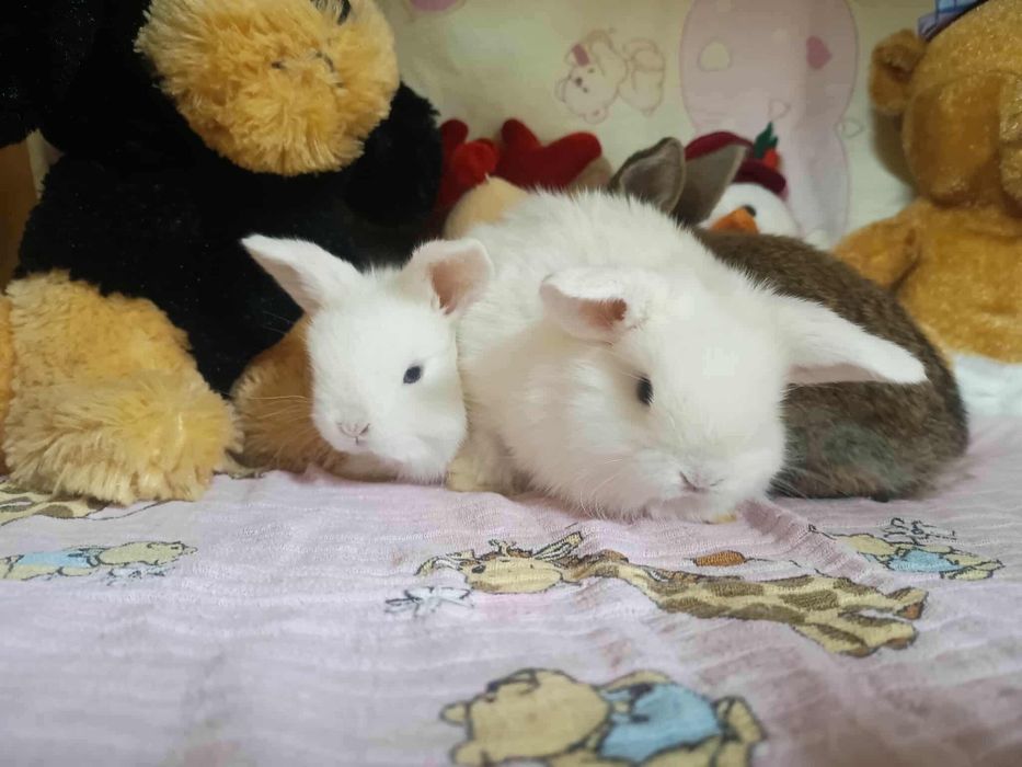 Sprzedam kroliki miniaturę mini loop mini lop