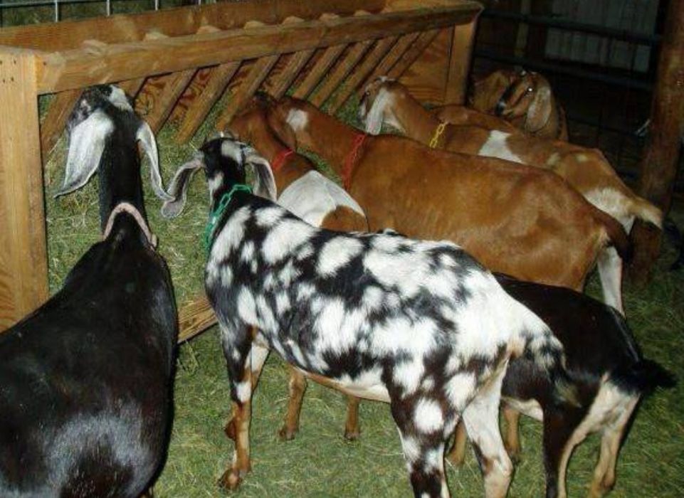 ДОСТАВКА ОТ 1 ШТ  сено сіно в тюках мешках (люцерны и др). По наличию.