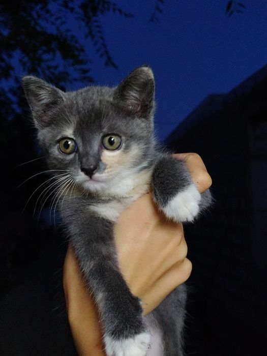 Дівчинки кошенята