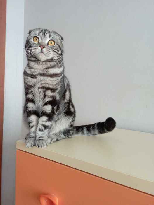 Шотландка висловуха родовідWCF документи клуба картка,нестирилізована