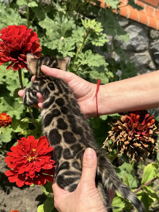 Котята бенгальские, девочки и мальчики с документами