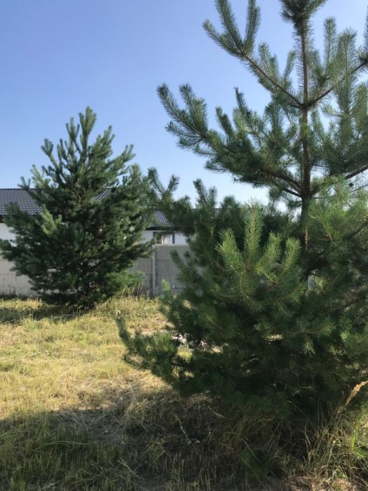 Продам Будинок Харків у Циркунах Черкаських Тишках, Ліс Річка