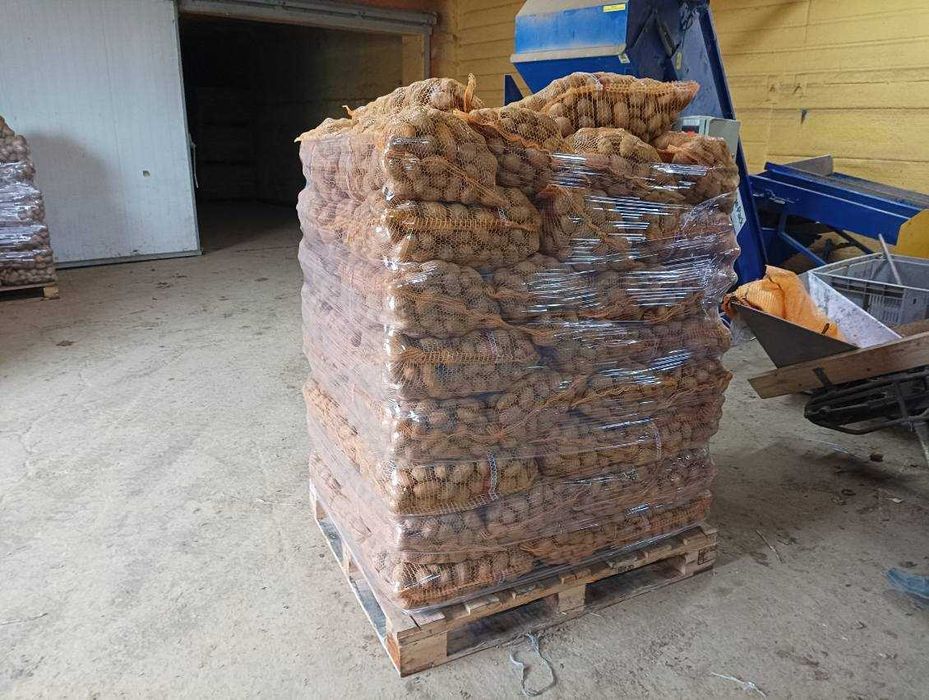 Ziemniaki wielkość sadzeniaka Queen Anne, Otolia, Vineta, Red Sonia