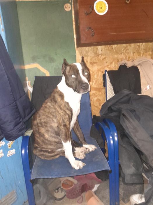 Загубився пес на Софіївській Борщагівці10/1