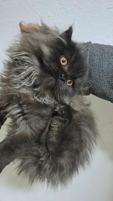 Wspaniały kocurek perski czeka na nowy dom