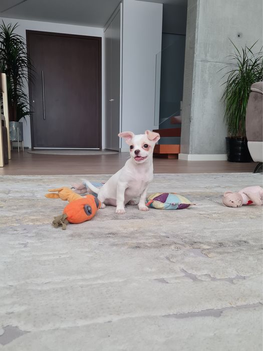 Excelente mini menino Chihuahua/Chiuaua Linhagem Russa de Qualidade