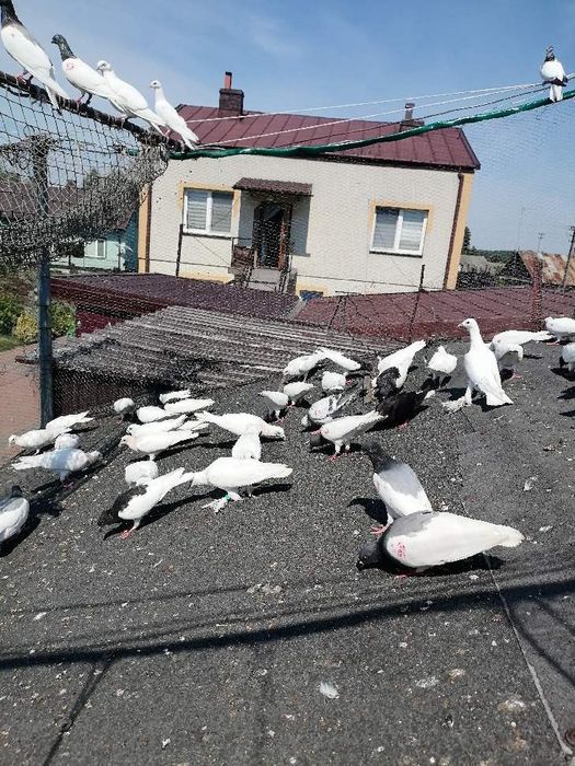 Golębie likwidacja stada: jasne,budapeszty, bociany itp.