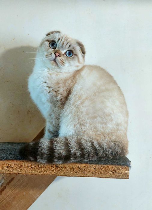 Висловухий породистий красень