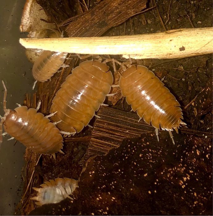 Мокриці (оранжеві і панди )