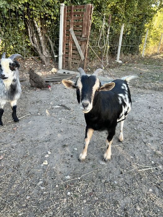 Casal de cabras anas