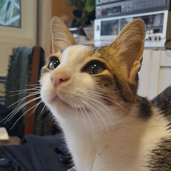 Petsitter, Passeios com experiência