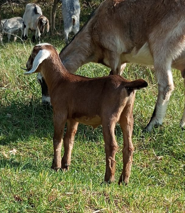 Козочка англо-нубийська