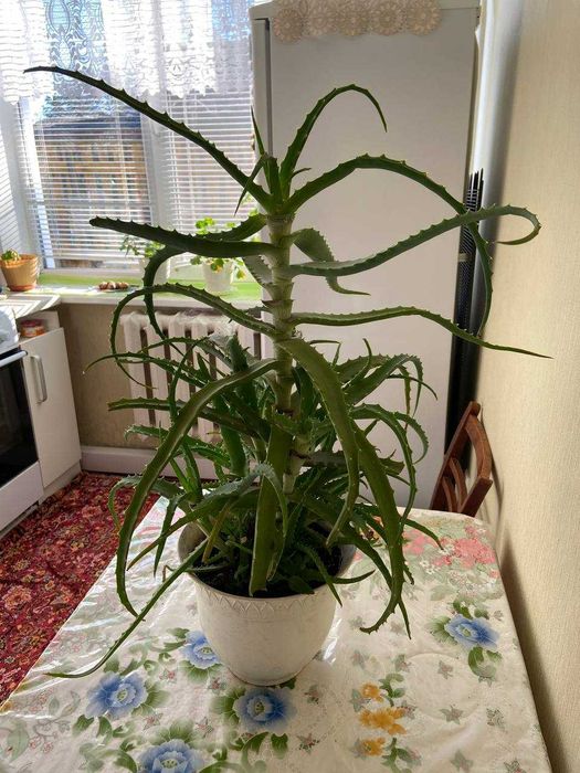 Алое деревоподібне (Столітник)