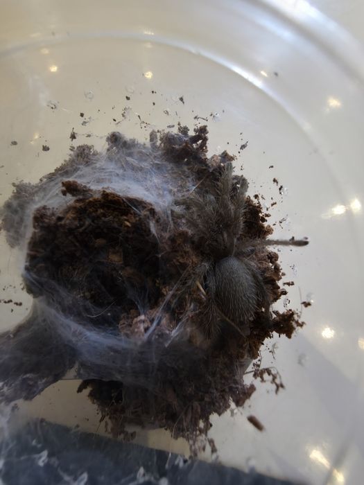 Monocentropus balfouri 1 DC