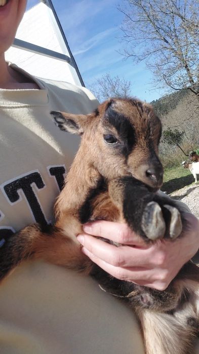 Cabras E Bodes ANÕES