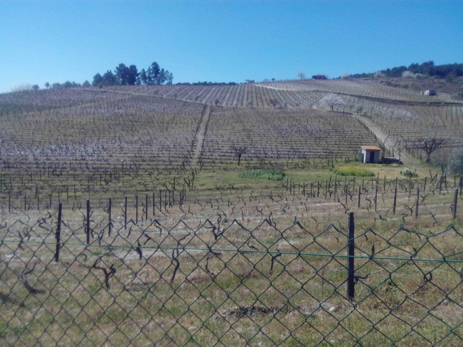 Quinta no Douro com terrenos e casa