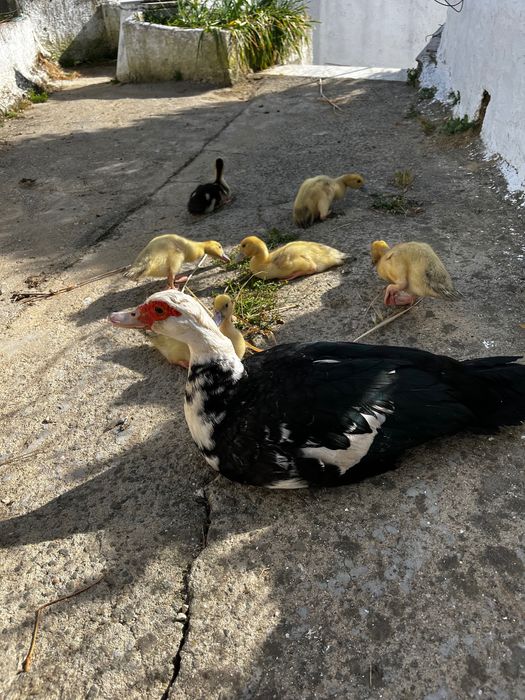 Patos, Patos Mudos, ovos de galinha e peru.
