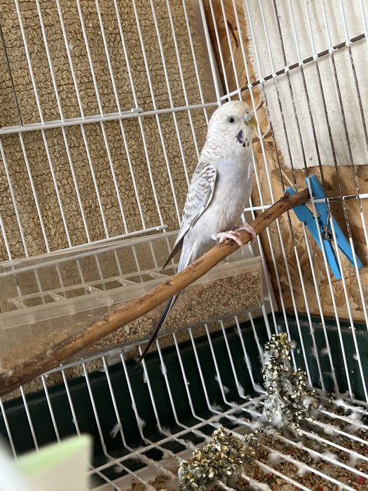 Vendo periguitos e gaiolas