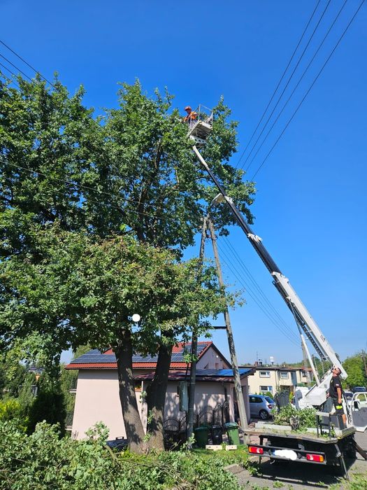 wycinka drzew / przycinanie / tuje / usługi wysokościowe / mulczowanie