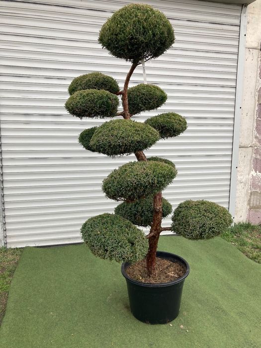 Bonsai z Jałowca pośredniego "Mint Julep" - 180 cm WSPANIAŁY