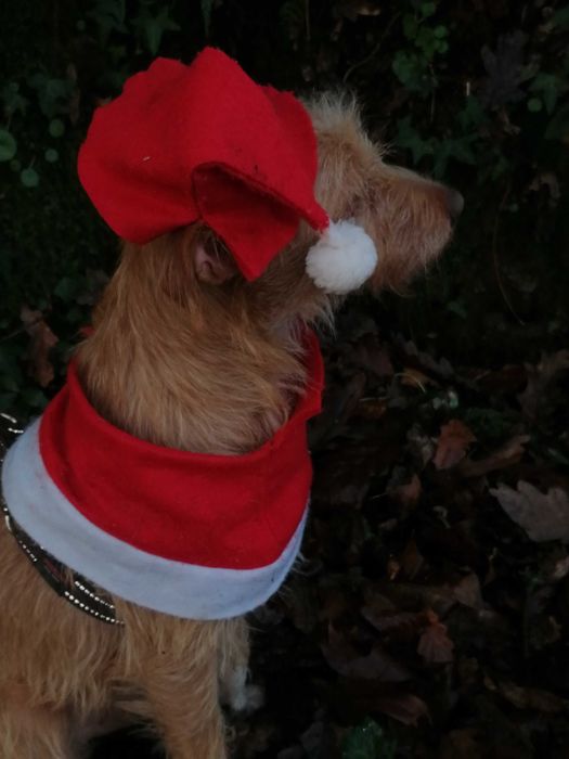 Ricky- cão para adoção responsável