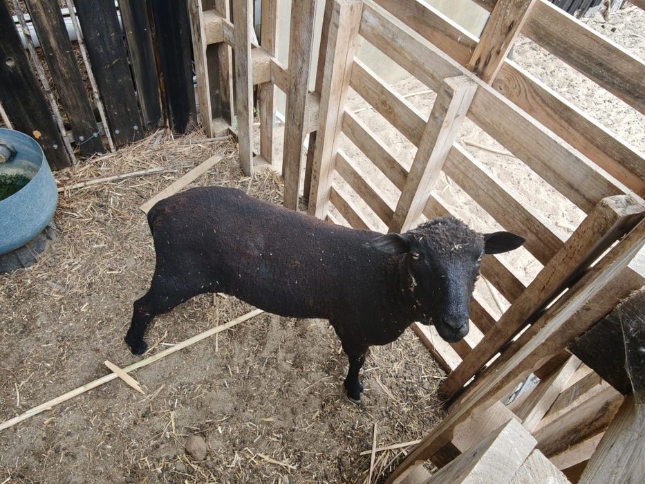 Troco por cabras anã