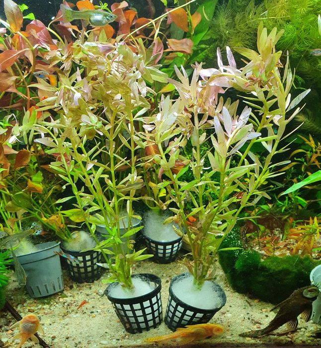 Rotala Indica Piękna Roślina do Akwarium Koszyk