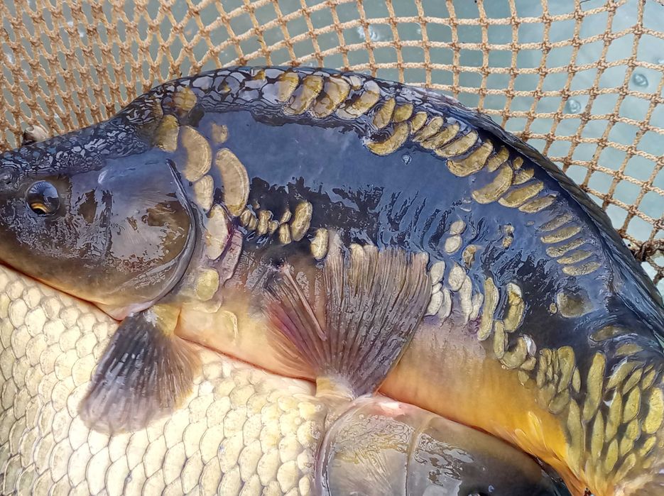 Karp na łowiska 5-7,5 kg , lin amur karas tołpyga szczupak jesiotr