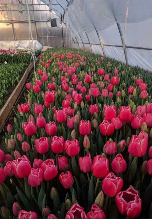 Тюльпани к 8 березня оптом і в роздріб від виробника з доставкою